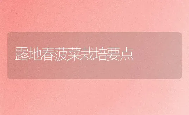 露地春菠菜栽培要点 | 蔬菜种植