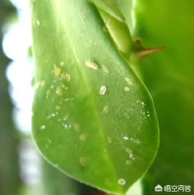 植物虫害|烟粉虱大发生的原因及防治关键措施（大棚粉虱怎么处理）