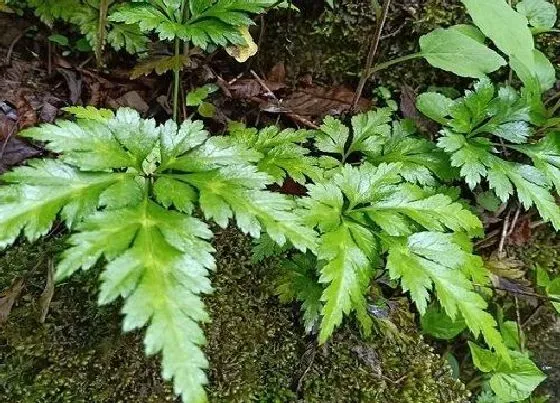 种植方法|黄连怎么种植 种植技术与管理方法