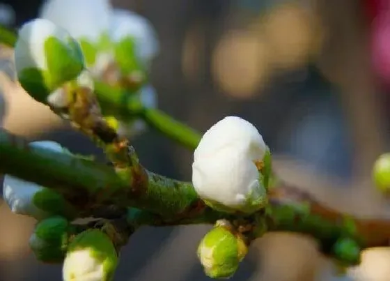植物百科|梅花又叫什么花