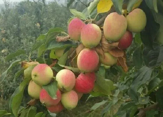 种植管理|促进果树果实着色的方法，怎么样让果树的果子大且变甜）