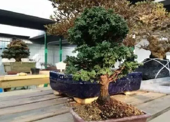 植物种类|石化桧是什么树种 属于桧柏类植物