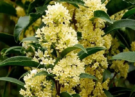 开花时间|桂花树什么时候开花 一年四季开花吗