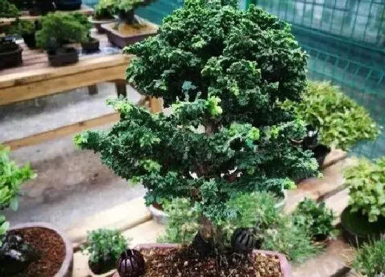 植物种类|石化桧是什么树种 属于桧柏类植物