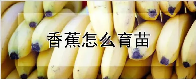 香蕉怎么育苗 | 农业技术