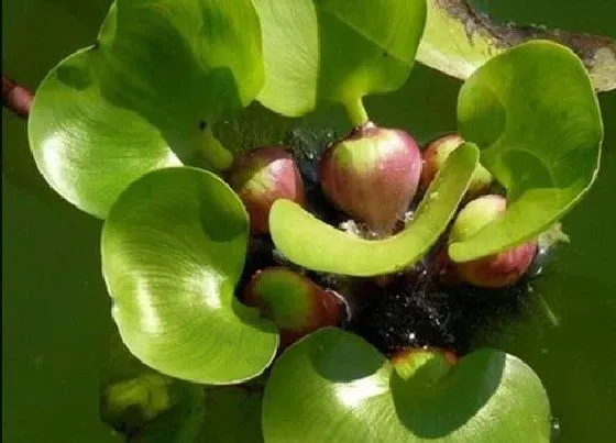 冬天植物|水芙蓉怎么过冬天 越冬养殖方法