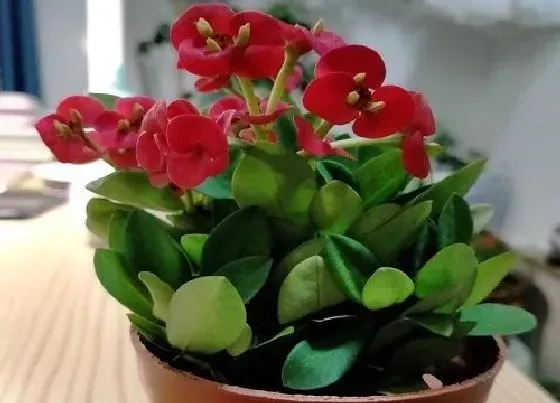 开花时间|刺梅一年开几次花