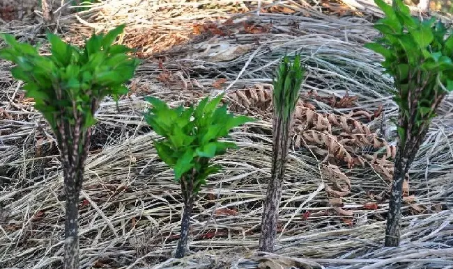 种植管理|魔芋的种植方法和管理技术，魔芋种植不会烂产量高的要点）