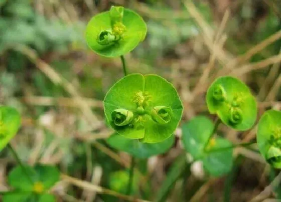 植物百科|猫眼草生长在什么地方