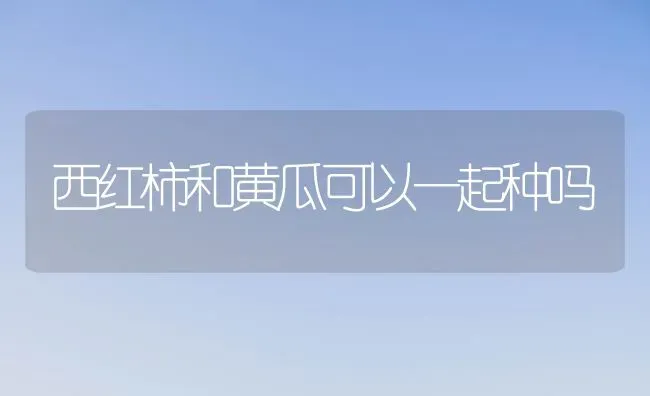 西红柿和黄瓜可以一起种吗 | 蔬菜种植