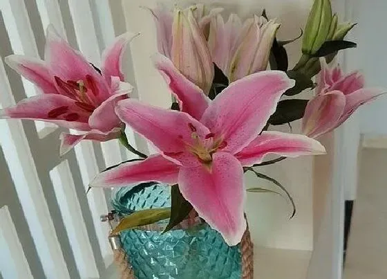 植物种类|百合花是草本还是木本