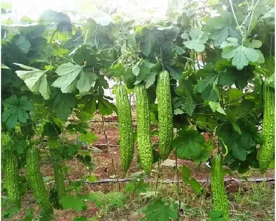 植物病害|苦瓜黄叶病用什么药效果好