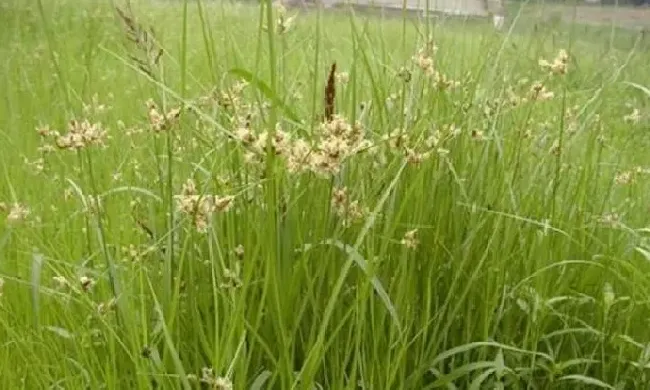 植物百科|三棱草和香附子的区别