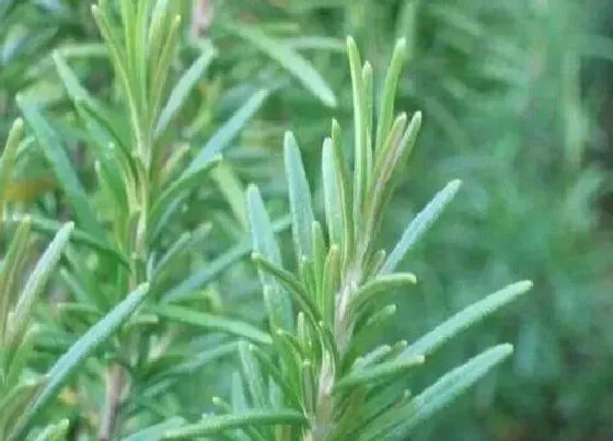 植物百科|迷迭香可以淋雨吗