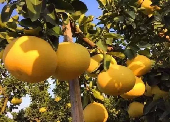 种植管理|香橼树什么季节种植合适