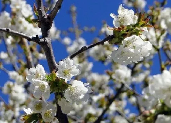 生长环境|樱花生长环境条件及特点