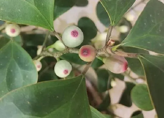植物百科|菩提树又叫什么树