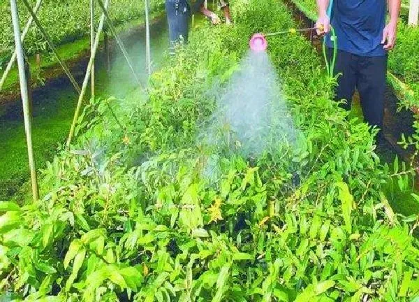 养殖方法|香水石斛的养殖方法和注意事项