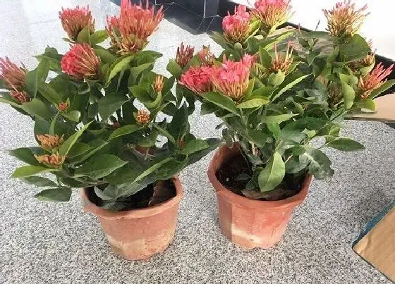 植物百科|龙船花是一年生还是多年生