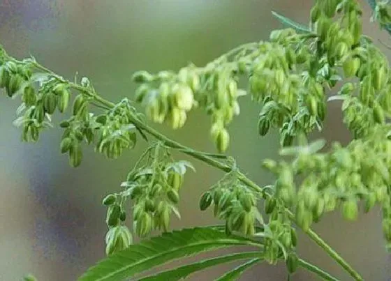 植物百科|火麻会开花吗 开花长什么样