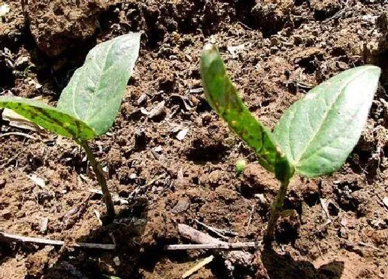 植物播种|豆角子种子怎么种植