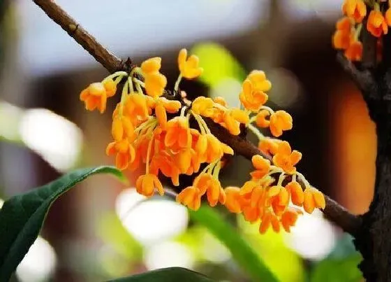 植物修剪|金桂怎么修剪方法