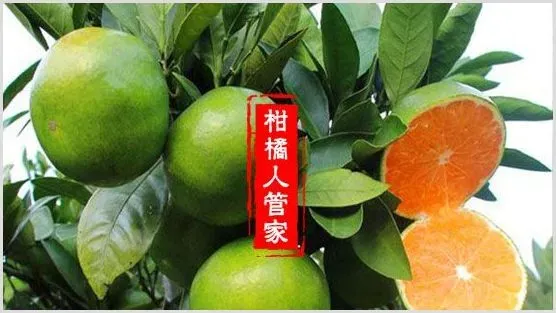 大分四号特早熟柑【大分4号蜜桔】优缺点剖析 | 种植技术