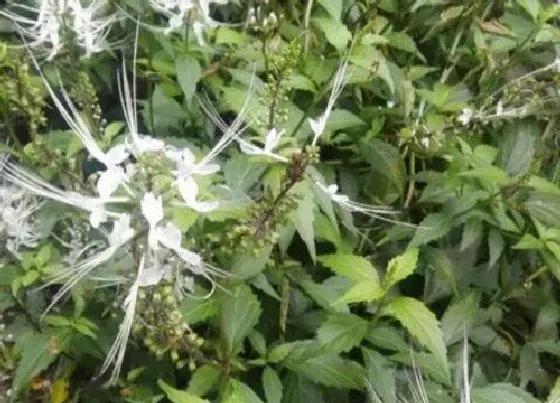 习性特点|化石草是什么样子的