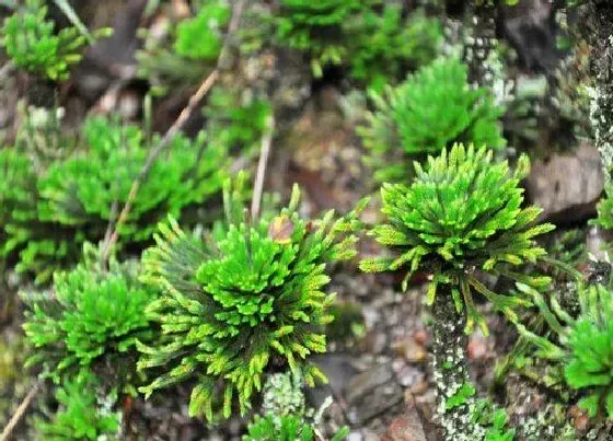 植物百科|还魂草生长在什么地方