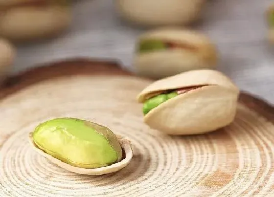 植物百科|银杏果和开心果一样吗 不是一种果实（有区别）