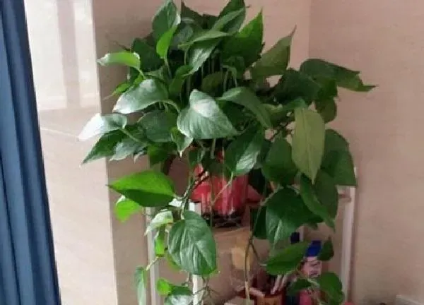 植物浇水|绿萝可以浇可乐吗 可乐浇绿萝有什么好处