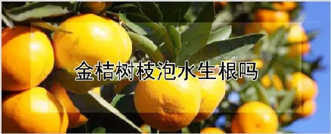 金桔树枝泡水生根吗 | 农业科普