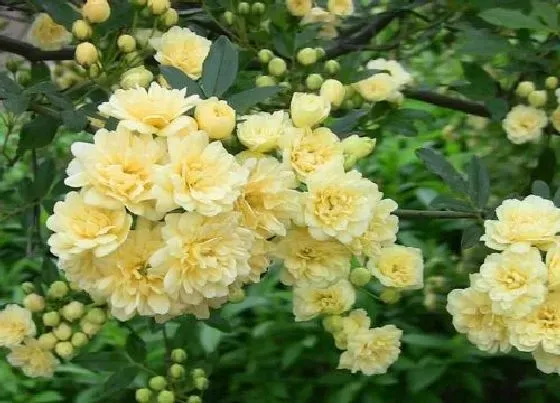 不开花|香如蜜不开花怎么回事 不开花的原因及处理方法