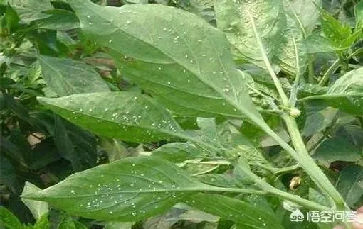 植物虫害|烟粉虱大发生的原因及防治关键措施（大棚粉虱怎么处理）