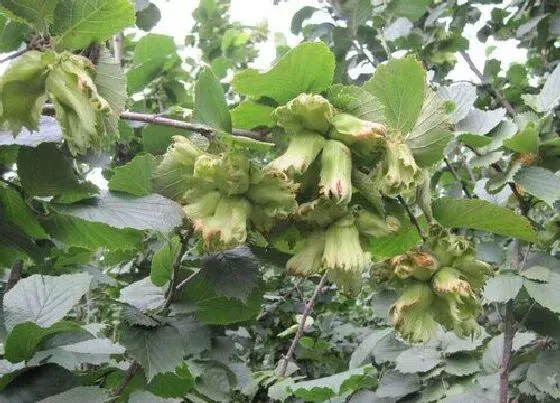 果实成熟|榛子什么季节成熟 成熟的季节是几月份