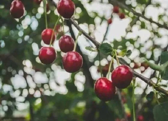 植物排行|樱桃树苗什么品种最好