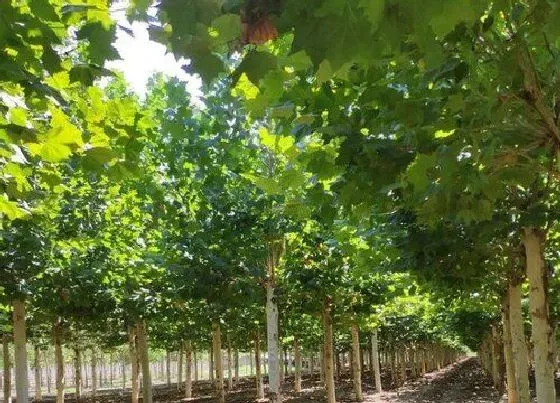 植物施肥|法桐树施什么肥最好
