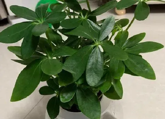 植物招财|双子座养什么植物旺财