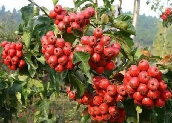 植物产地|内蒙古盛产什么水果