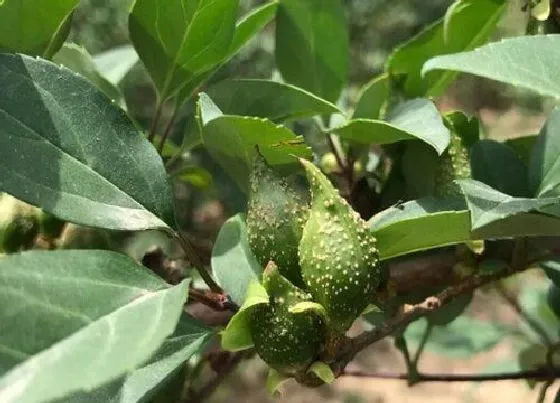 种植管理|连翘几年结果实