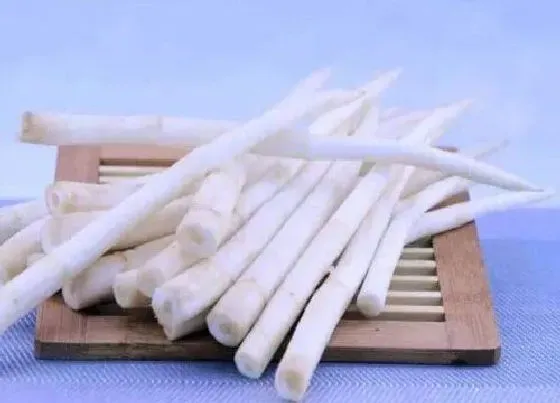 植物百科|草芽是什么植物类别