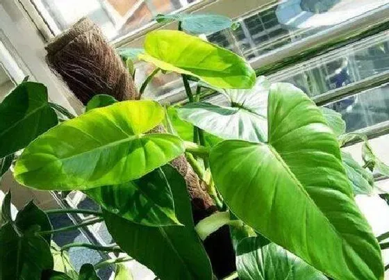 植物修剪|绿宝石怎么修剪好看
