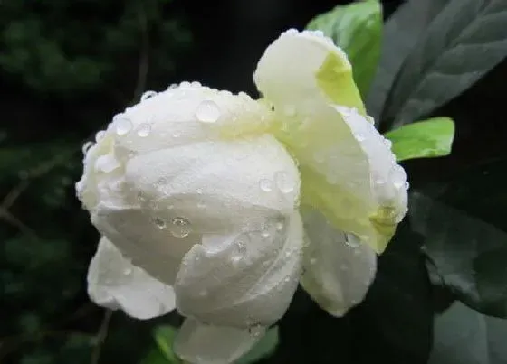 开花时间|牡丹栀子是四季开花吗