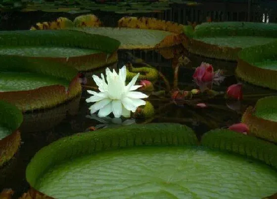 颜色花|王莲的花是什么颜色