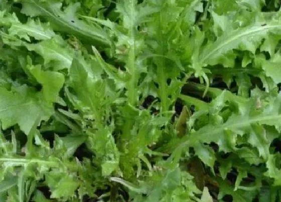 植物百科|野菜又叫什么菜