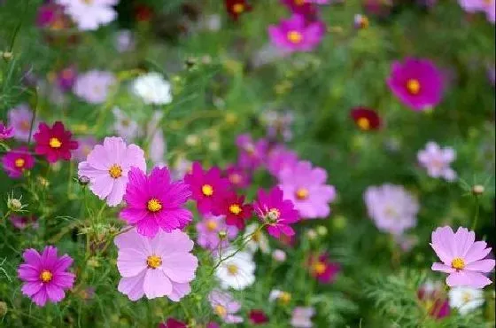 开花时间|波斯菊几月份开花 什么时候开花