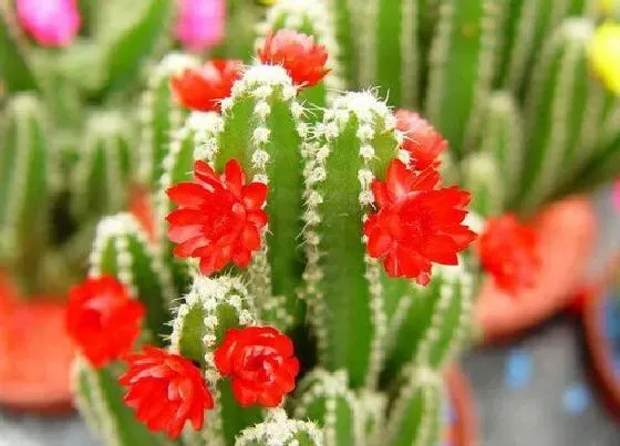 颜色花|仙人掌开花是什么颜色 开花是什么样子的（图片）