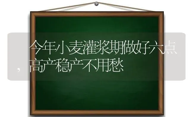 今年小麦灌浆期做好六点，高产稳产不用愁 | 粮油作物种植