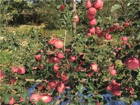果实诊疗|苹果落果是什么原因造成的