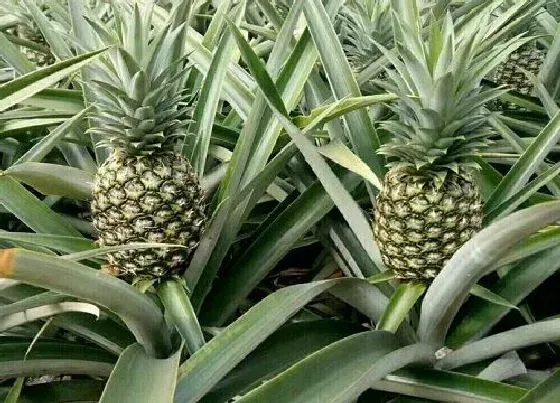 果实成熟|菠萝多久成熟 在几月份成熟